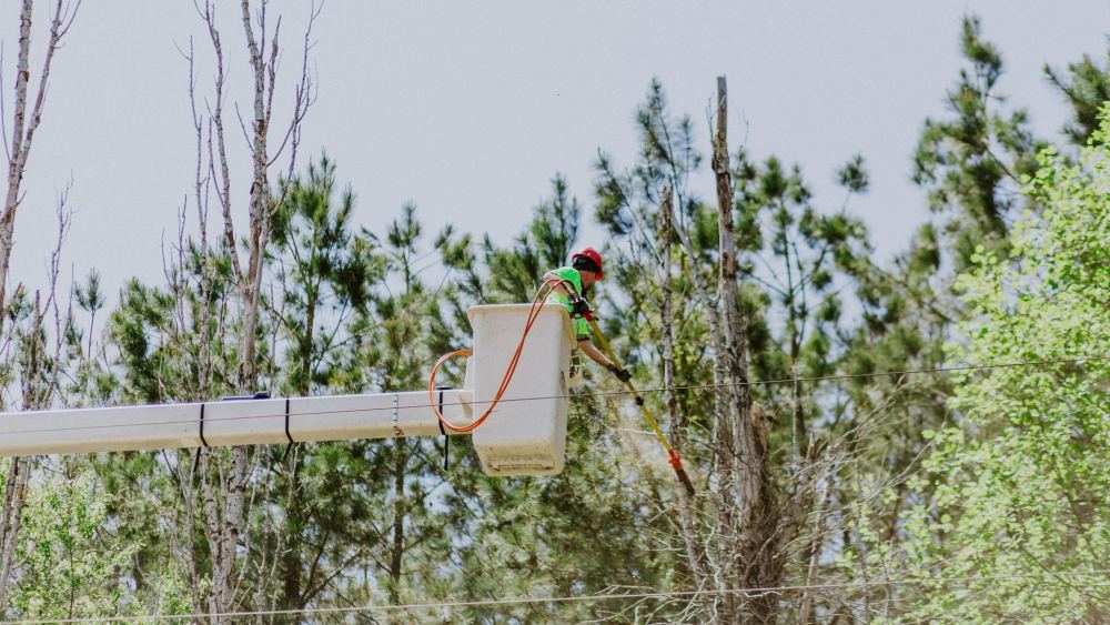 Pruning With a Purpose Cover Photo