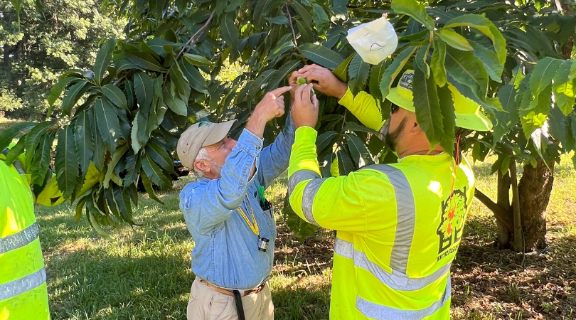 chestnut pollination