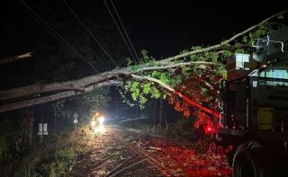 Photo of a downed tree after severe storms.