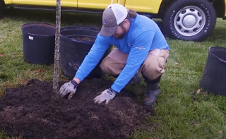 tree planting