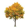 Deciduous